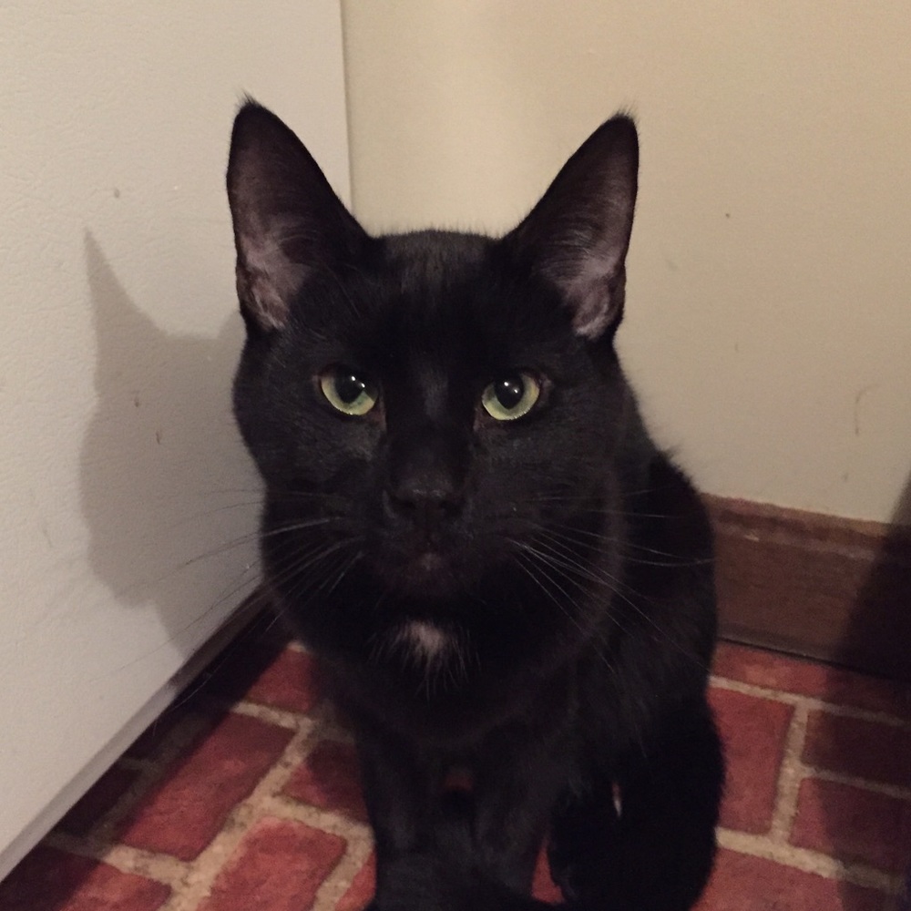 Meet your Posher, Crystal